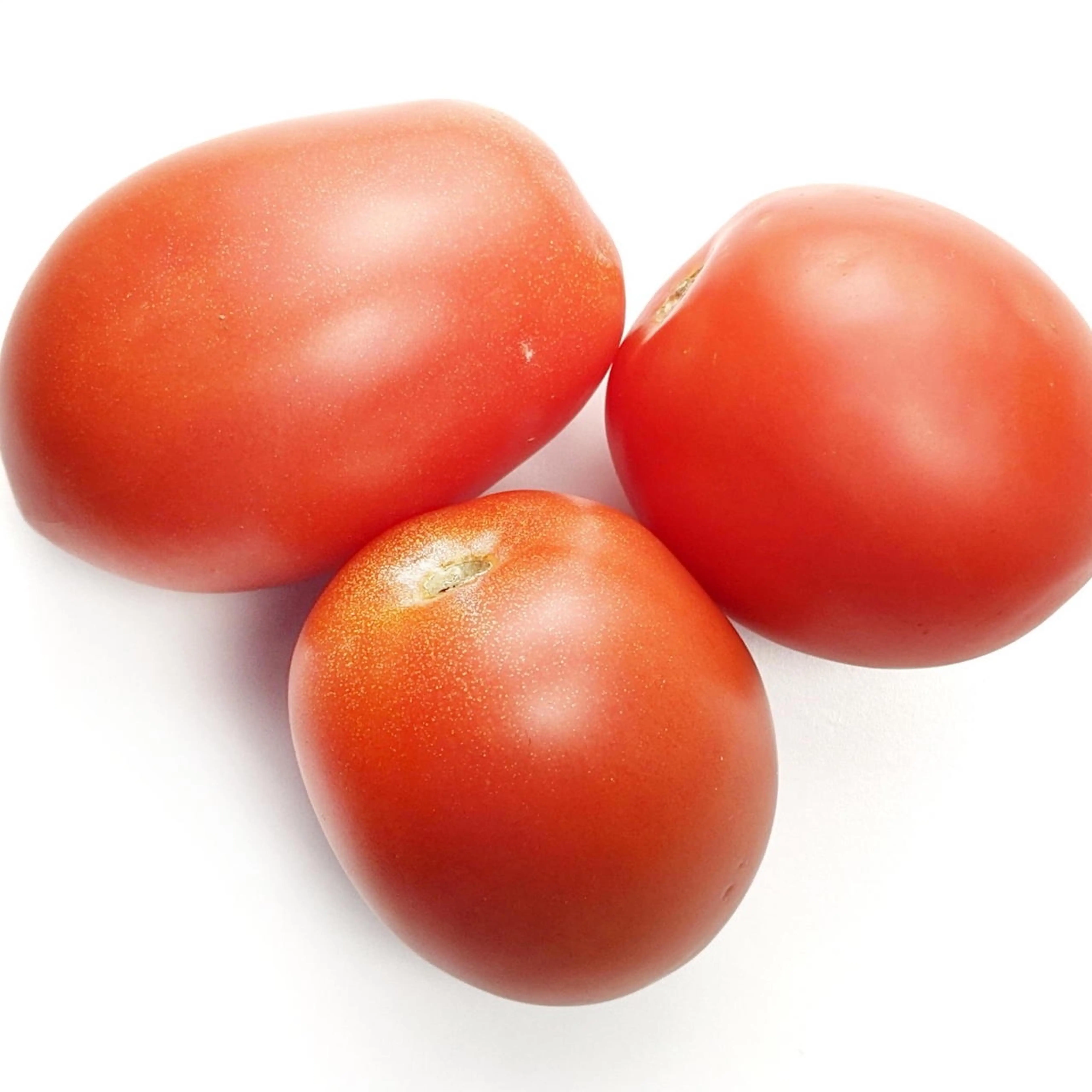 Fresh Delicious High Quality Red Tomato For Sales