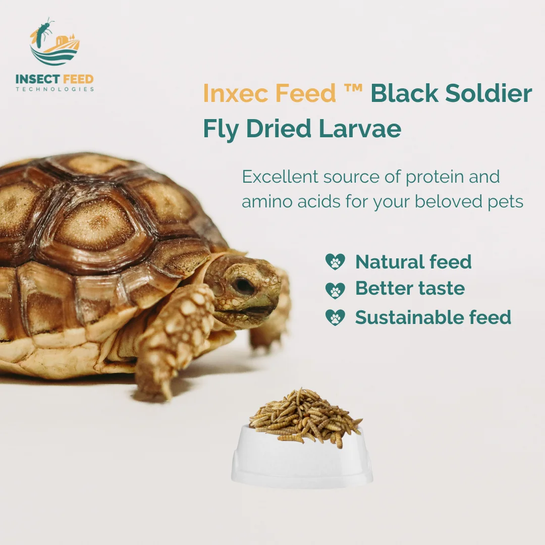 Wholesale High Protein Natural Black Soldier Fly Dried Larvae for Animal Fish Chicken Poultry Pet Feed  Vital Fatty Amino Acid