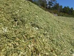 VIETNAM CORN SILAGE/MAIZE SILAGE WITH MOLASSES - HIGH QUALITY AND COMPETITIVE PRICE / Whatsapp +84902679738 Ms Jolie