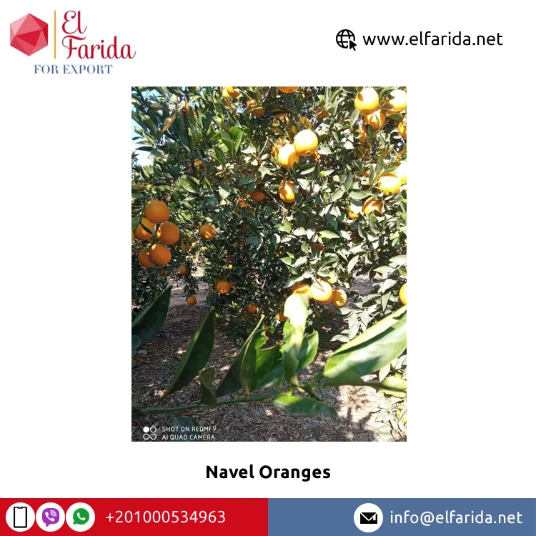 Egypt Origin Exporter of New Crop Natural Sweet Delicious Fresh Navel Orange/ Valencia Orange for Bulk Purchase