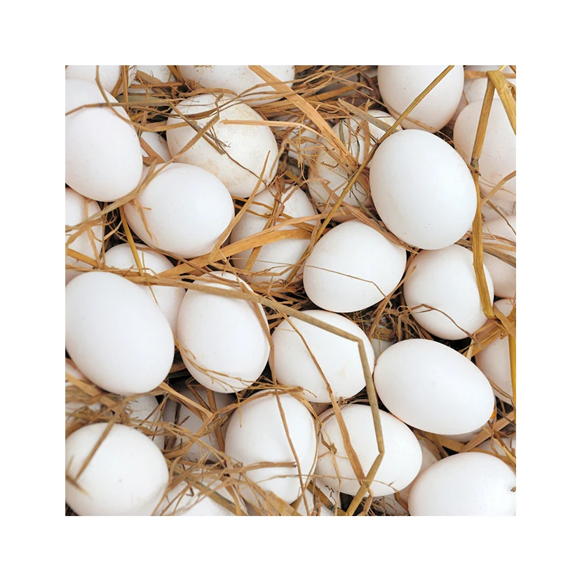 Fresh Eggs High Quality Private Label 100% Natural Suppliers Animal Products Collagen Breakfast Food Chicken Eggs