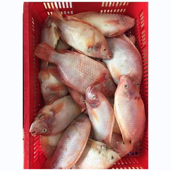Fresh Frozen Red Tilapia Fish Red Snapper Tilapia Fish for Tilapia Fish Red Buyers origin frozen wholesale