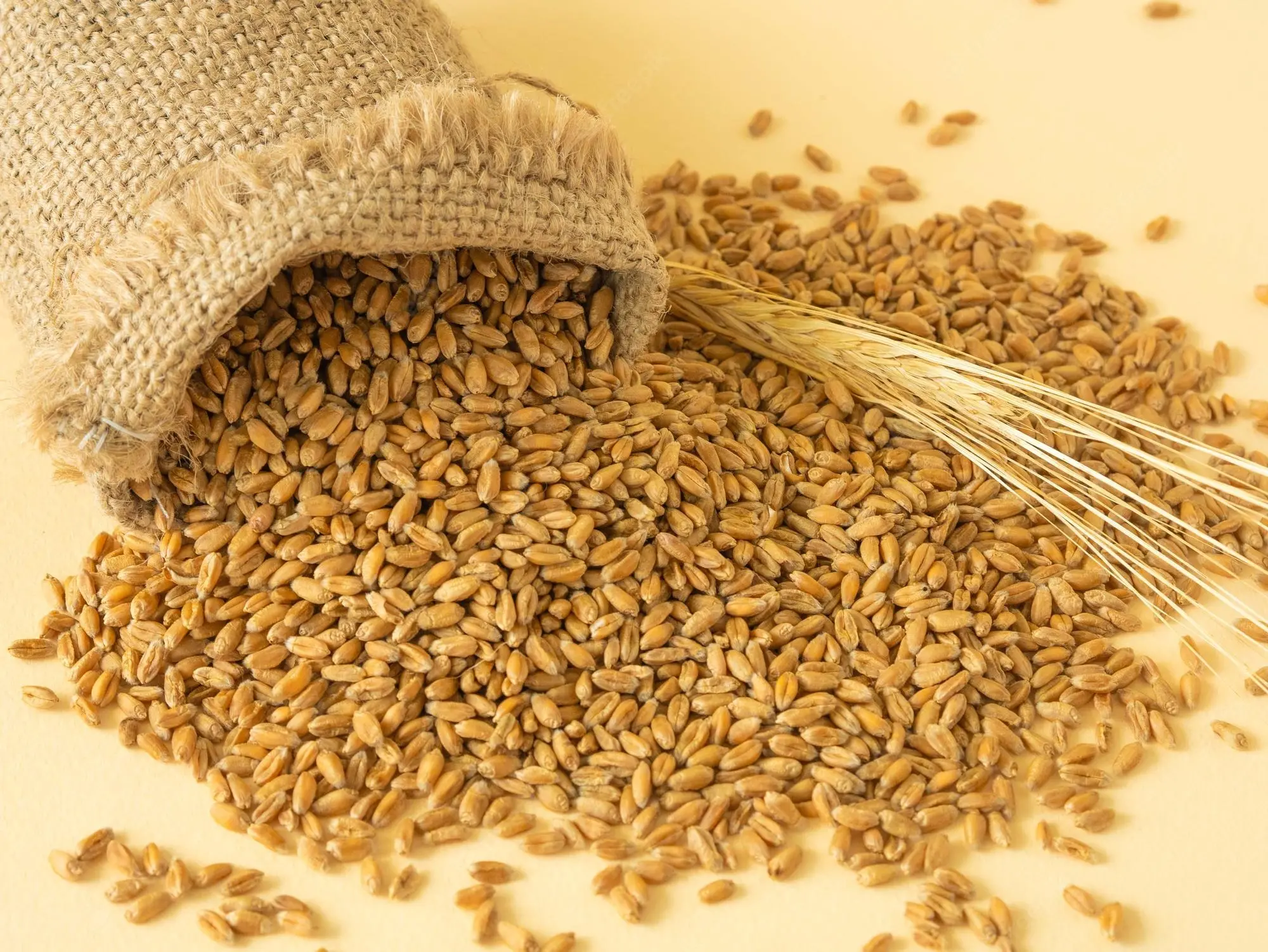 Wheat Grain from India Max Soft Bag Indian Style Packing COLOR Brown Natural Origin Type Milling Dried Protein Product Place