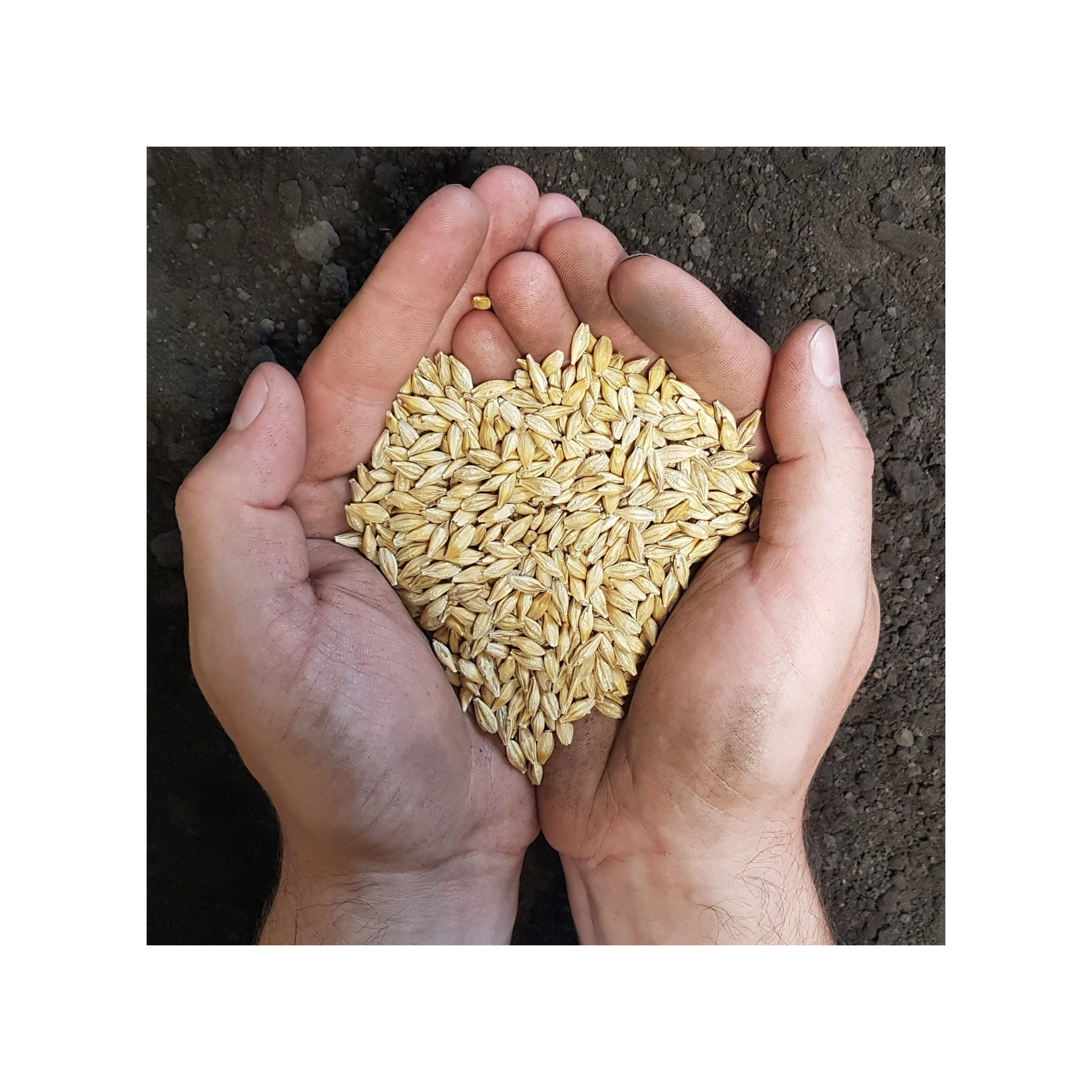 Barley Grains Premium Barley Seeds/Animal feed barley/bulk barley grains Malted Barley Malt grain for sale best Grade