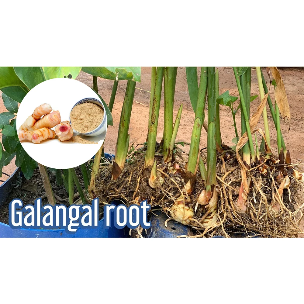 Best Selling Product Galangal Powder Alpinia Galanga Thai Ginger Powder Exporter