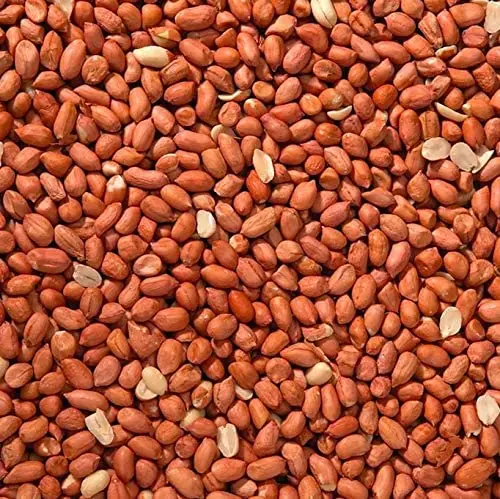 HOT SALE- BEST QUALITY PEANUTS