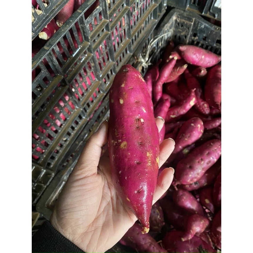 High Quality Fresh Sweet Potato with best price From Vietnam