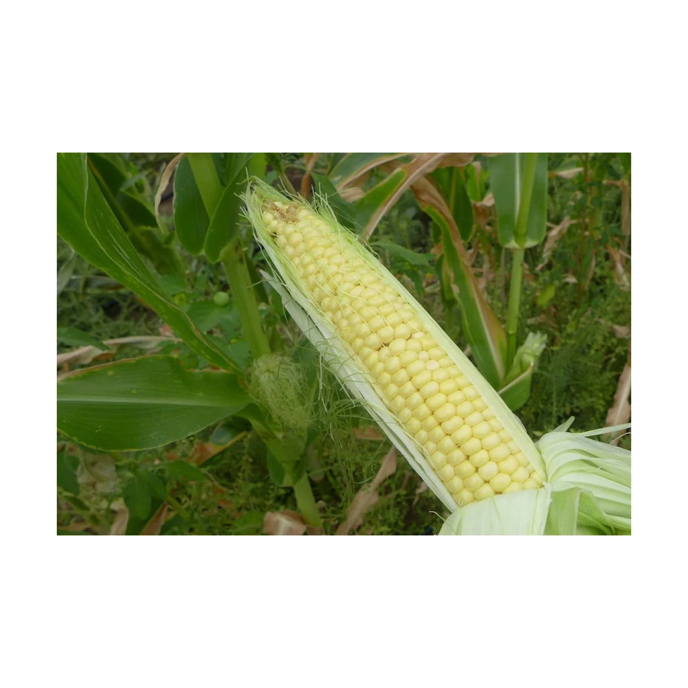 Sale Leading Exporter Of Premium Quality Corn Maize Seeds 100% Natural Dried Corn Seeds Buy At Wholesale Price