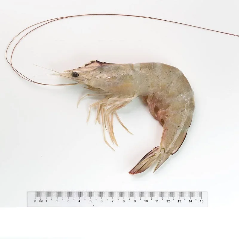 Hot Selling Frozen Shrimp Seafood, Black Tiger Shrimps for sale, Frozen Headless Shrimps Europe Supplier