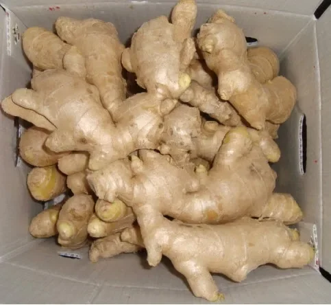 Fresh Ginger Organic Ginger Made in Viet Nam Export Vegetable Wholesale