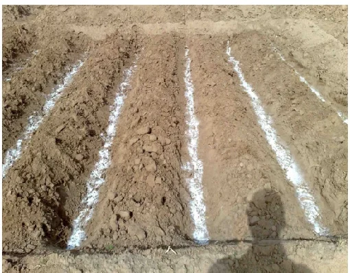 Hot Sale Solid Water Potassium Acrylate for Plant sodium based tree sap