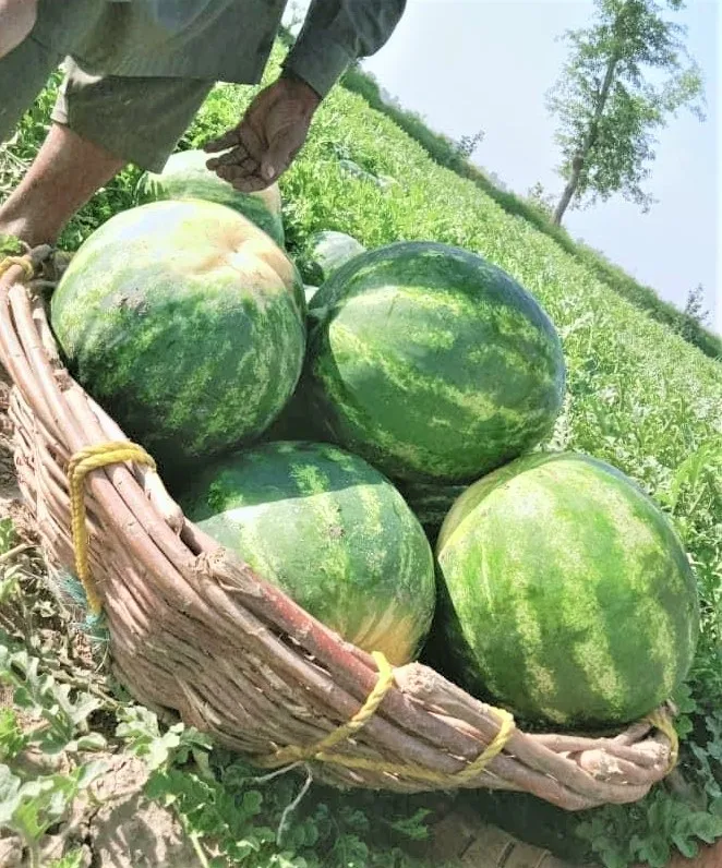 Watermelons Wholesale Get in Bulk Rates Fresh Melons Premium Organic Epxort Quality with Customized Packaging Service
