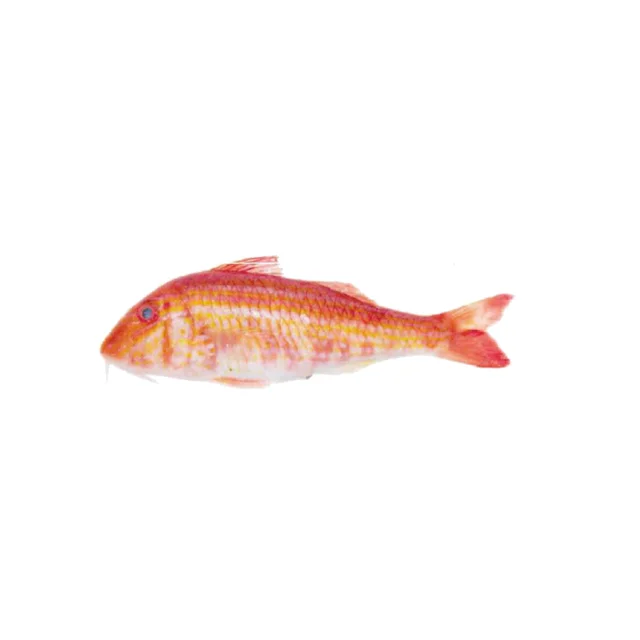 premium product, bulk Distributor in fresh,chilled Goat Fish hot selling product, new arrival