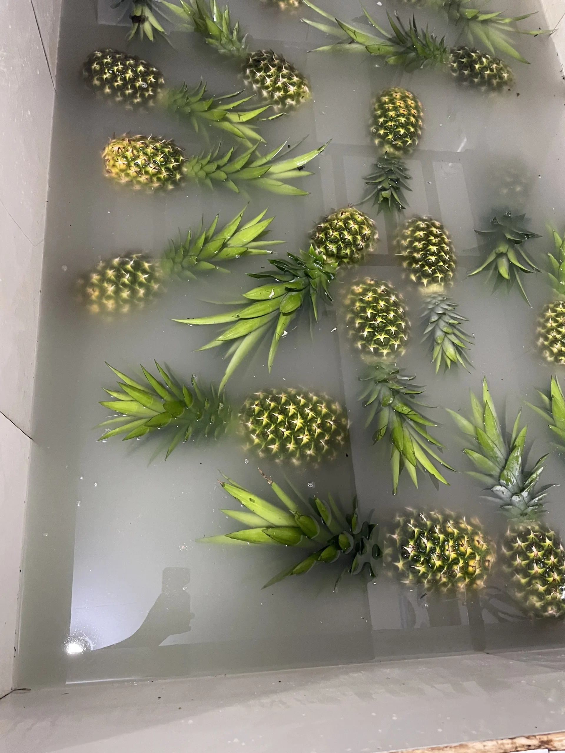 Оптовая продажа свежих мягких сладких ананасов MD2 с сроком годности 90 дней с запада Вьетнама