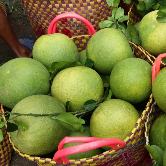 Pomelo Manufacture- Top 1 Fruit Exporter- V.A.F Vietnamese Agriculture Food Company