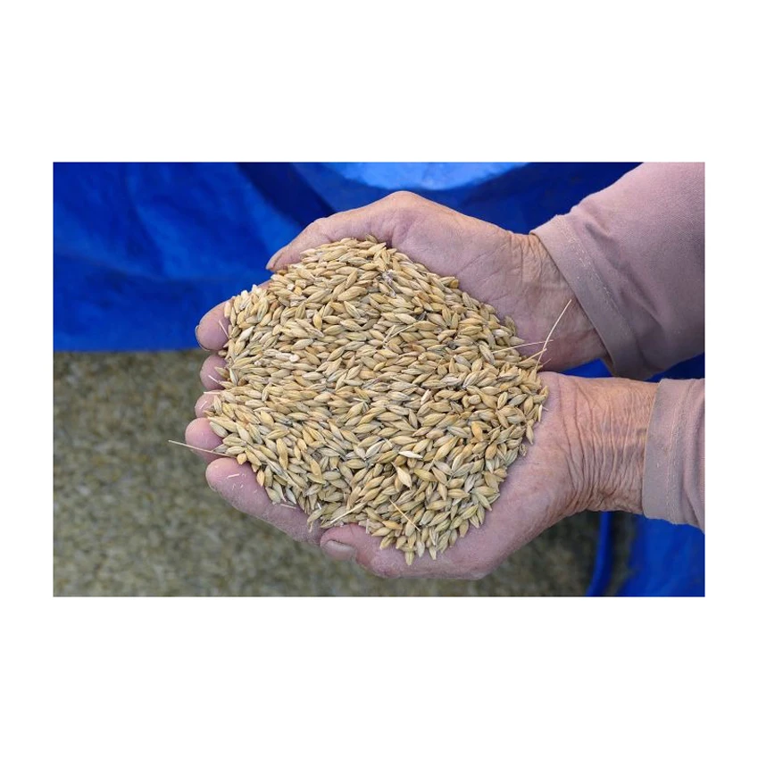 Сельскохозяйственные Ячменные зерна 99.95%-99.99% чистые/Ячменные семена с бесплатным