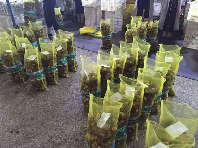 New Fresh Small TARO From Vietnam