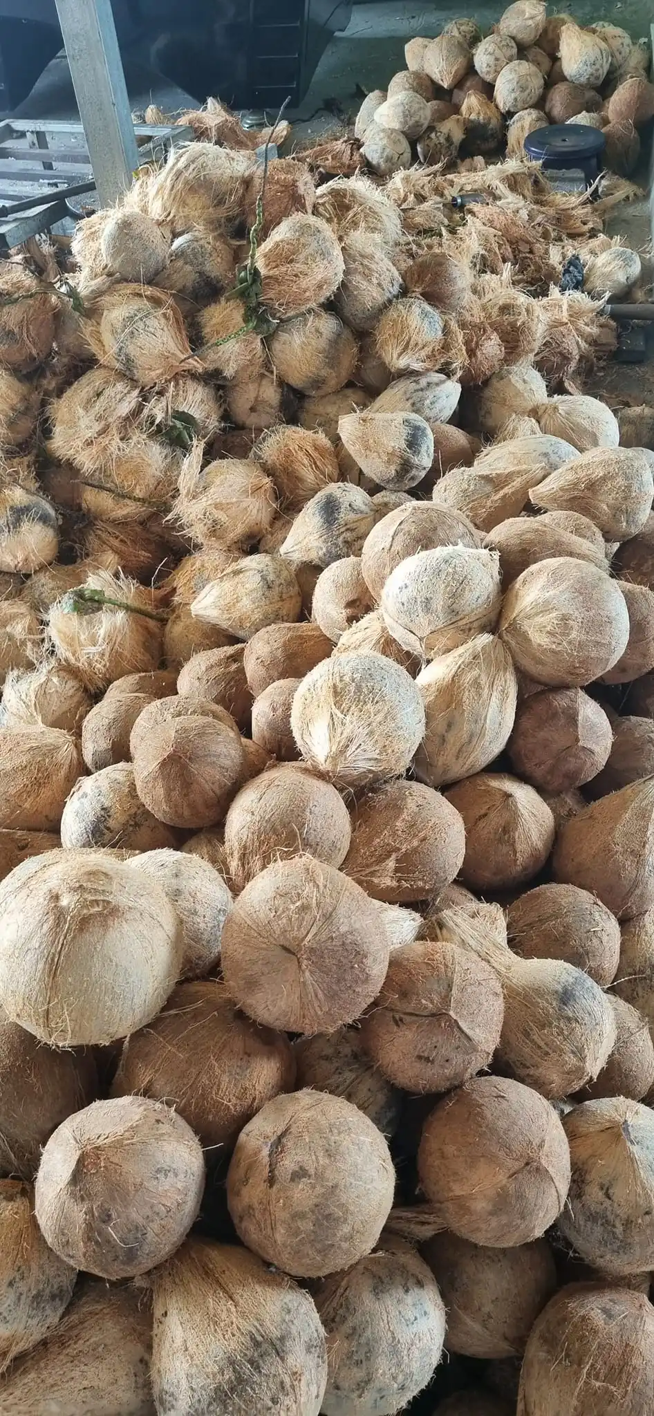 MATURED COCONUT/ SEMI HUSKED COCONUT/ HUSKED COCONUT from Vietnam supplier Reasonable Price - Good quality 2024/ DC