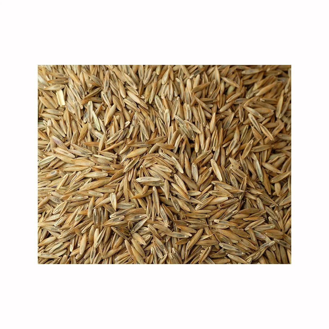 Wholesale High Quality Lawns Herbs in Bulk Fescue  Seeds for Sale From Perennial and Annual Herbs Supplier