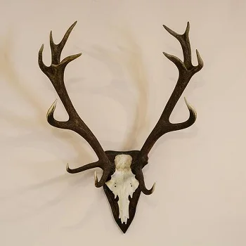 Red deer antlers 7.jpg
