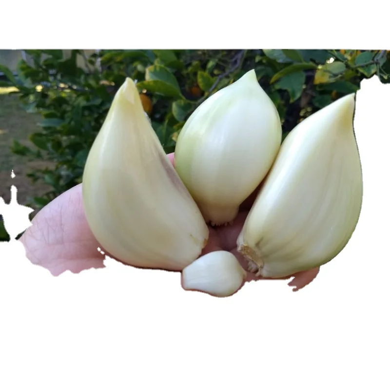 2022 MN Elephant Garlic export in net mesh bag packing