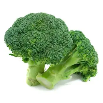 FRESH BROCCOLI with high quality and cheap price