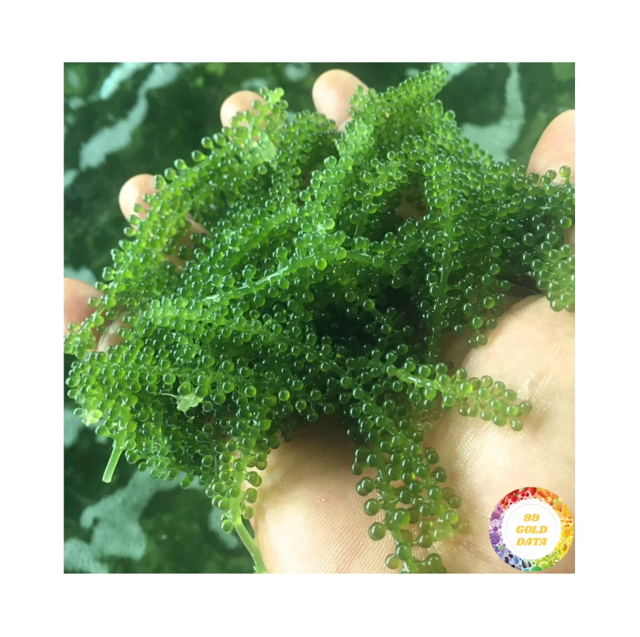 Marinated Grape Seaweed/Delicacy Umibudo Seagrapes Dried Sea Moss Green Caviar Salad Meal Wholesale Factory