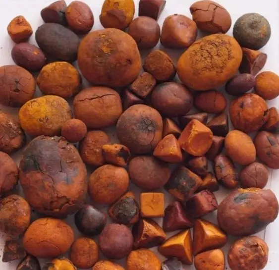 Quality Dried Cow Ox Gallstones | Cattle Gallstones| Cow Gallstones and Bezoar