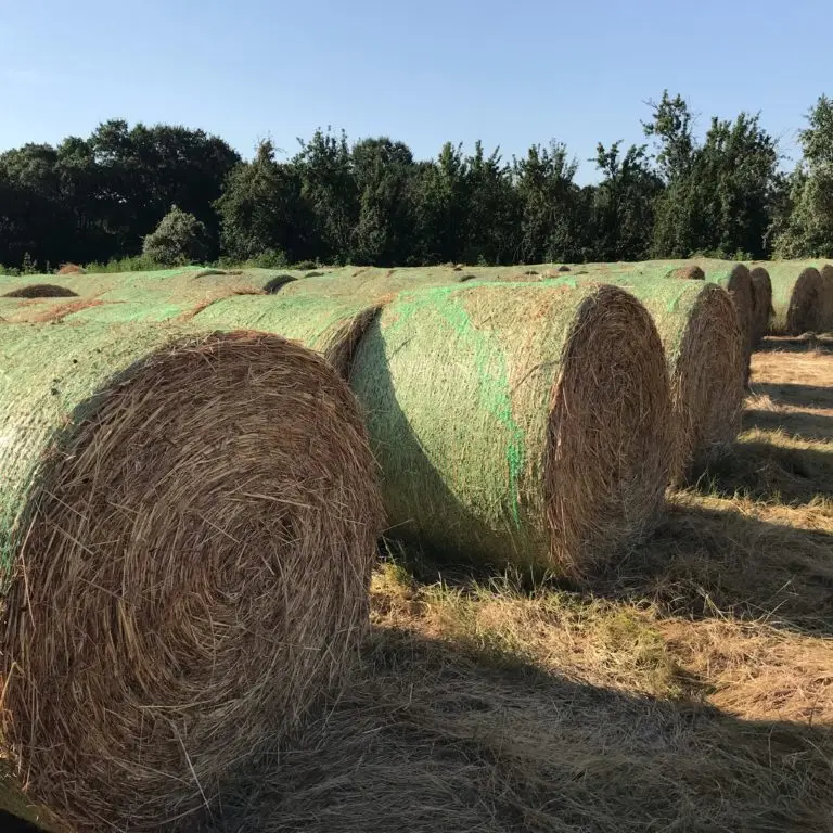 Alfalfa hay with high protein for animal feeding