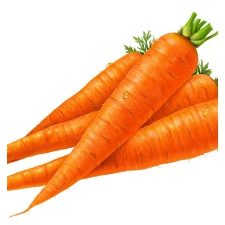 Cheap Vegetables Fresh Carrots Seed for Wholesale Export New Red Fresh Juicy and Sweet Carrots on Cheap Wholesale