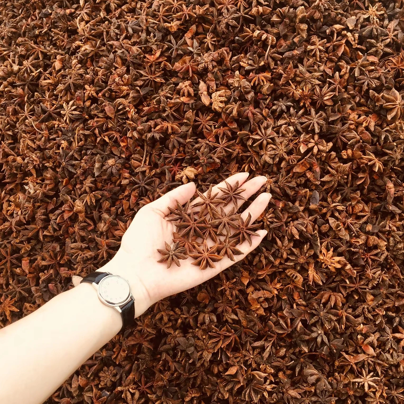 BEST PRICE STAR ANISEED PREMIUM QUALITY, STRONG FLAVOR, CROP YEAR SPRING AUTUMN STAR ANISE