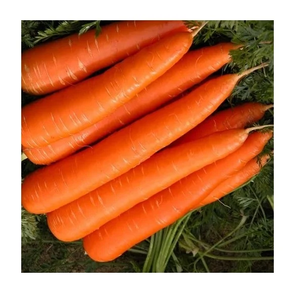 Лучшее качество Горячая цена продажи свежие овощи оранжевая морковь