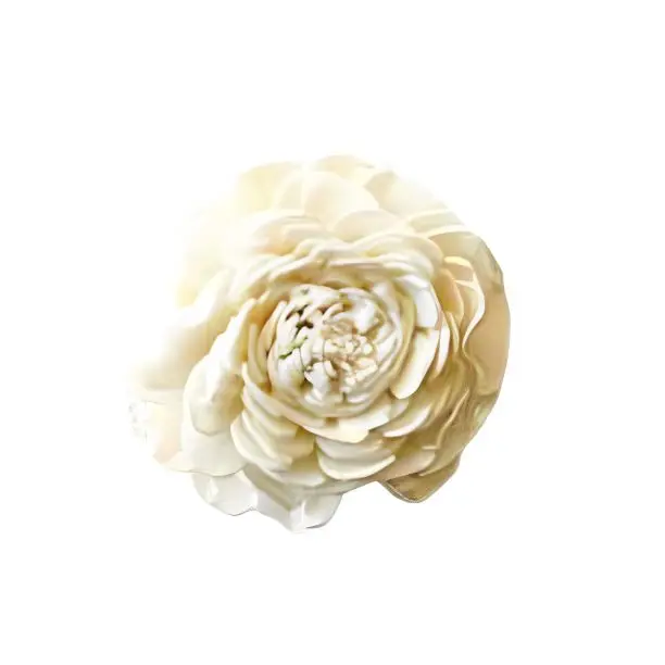 Popular Premium Quality Sola Beli Flower for Wedding Event Home Office Decor & Dried Flower Arrangement