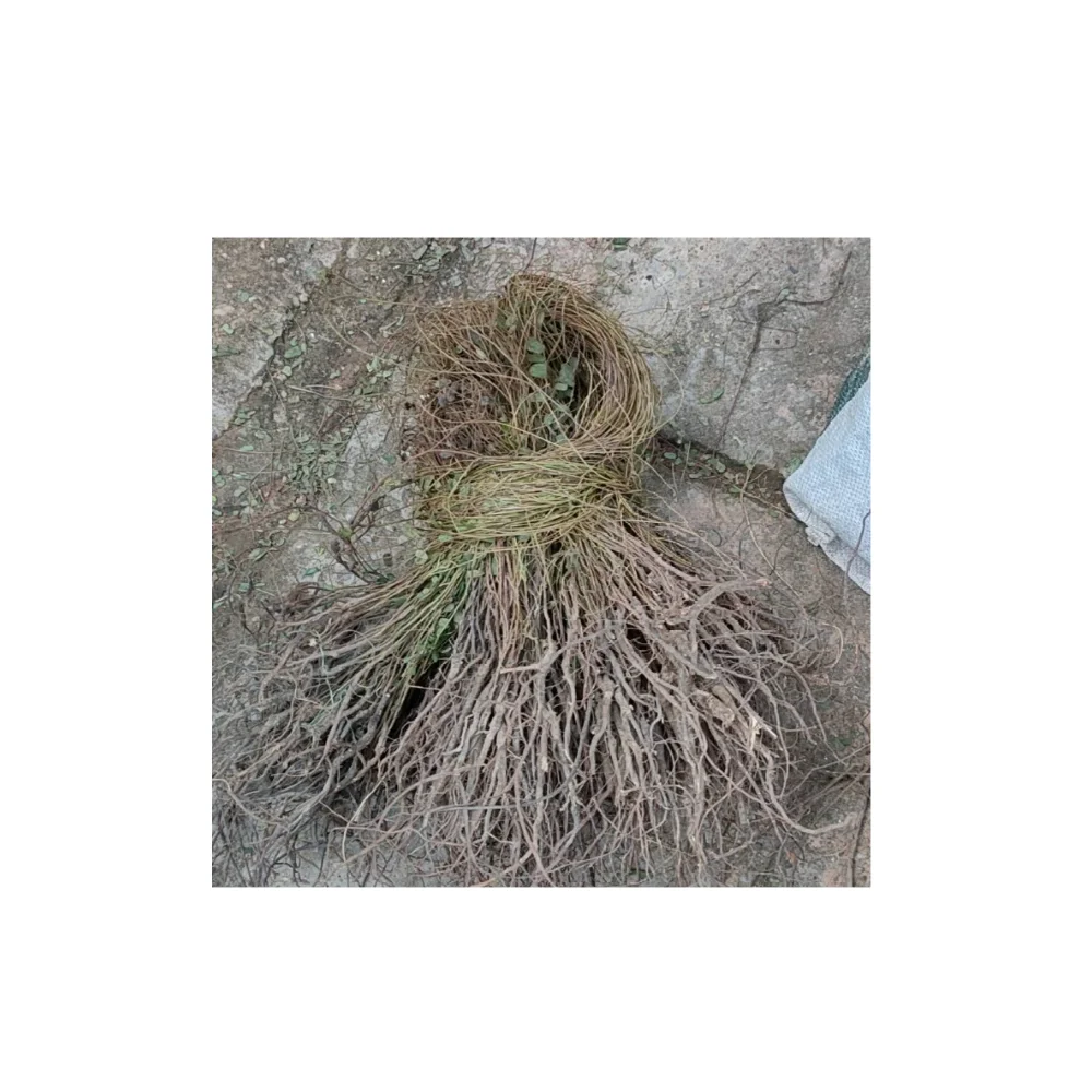 Отдельный сорт абрикосового гороха RL, поставка брендового качественного продукта из Таиланда, производство, экспорт, большой рынок