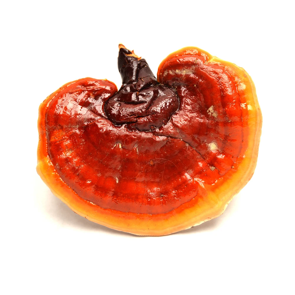 REISHI EXTRACT Private Label Medicinal Mushrooms Proprietary 4-Part Solvent System Handcrafted Mushroom Extracts