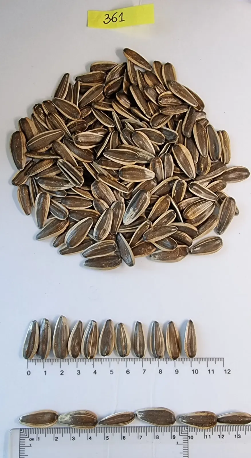 BREVIS Sunflower seeds Food & Beverage Snacks Nut & Kernel Snacks Roasted sunflower seeds Bulgarian origin