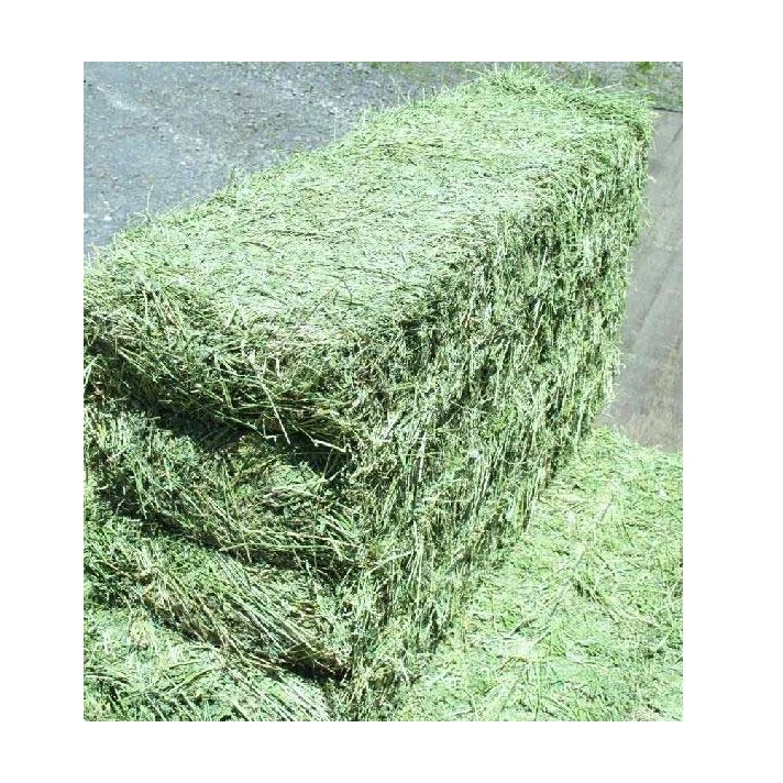 Alfalfa Hay at very cheap price / Quality Rhodes Grass Hay Alfalfa