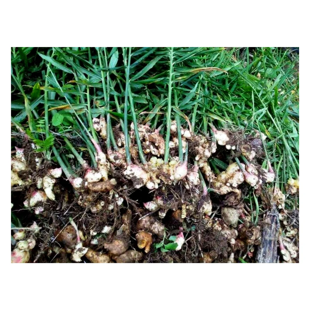 Wholesale Price Light Yellow Fresh Ginger Or Dried Ginger With Natural Spicy Taste Plant Directly