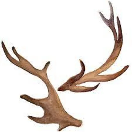 Deer Antler  02.jpg