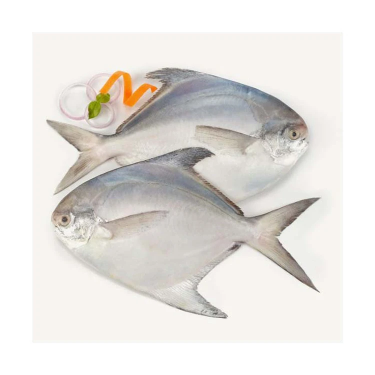 HOT SALES FROZEN FRESH RED POMFRET with cheap price (Wholesale)