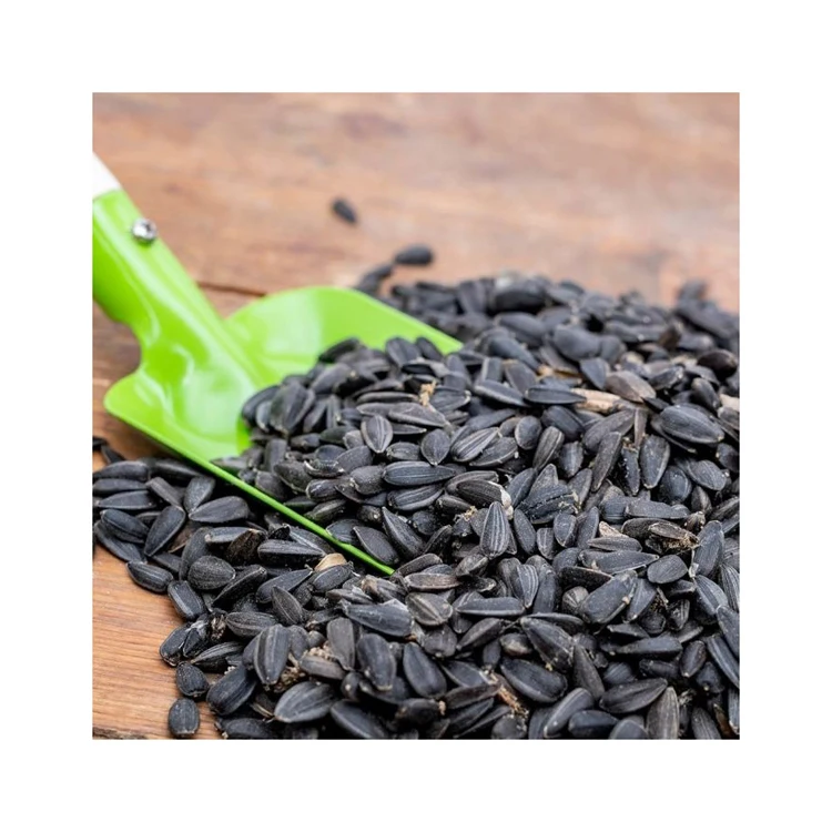 Best Quality Sunflower Seeds For Sale In Cheap Price
