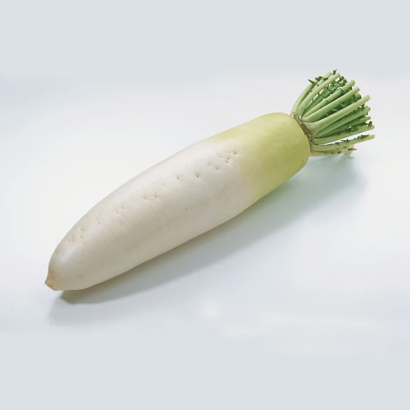 Wholesale Organic fresh white/Red Radishes