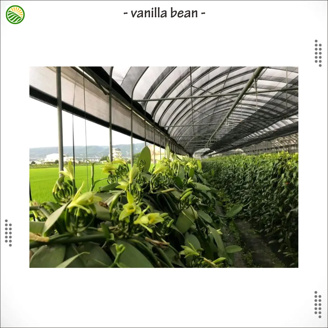 Madagascar Black Banilla Bean Origin from Indonesia Best Price Export Quality