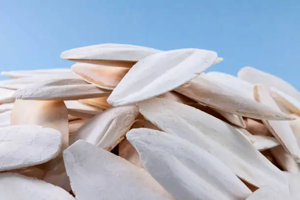 Manufacturer Cuttlebone  And Dried Cuttlefish Bone For Making Chitosan In Vietnam