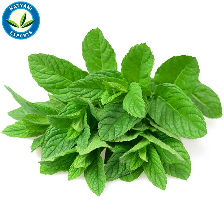 Private Label Manufacturer Peppermint Oil Bulk Wholesale 100% Pure Organic Cold Pressed Essential For Fragrance & Soap Making