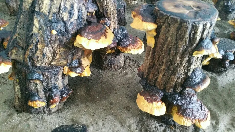 CYSO Korean HACCP Andong Phellinus Linteus Mushroom Herbal Supplements Immunity Support Healthy Food Dried whole mushroom