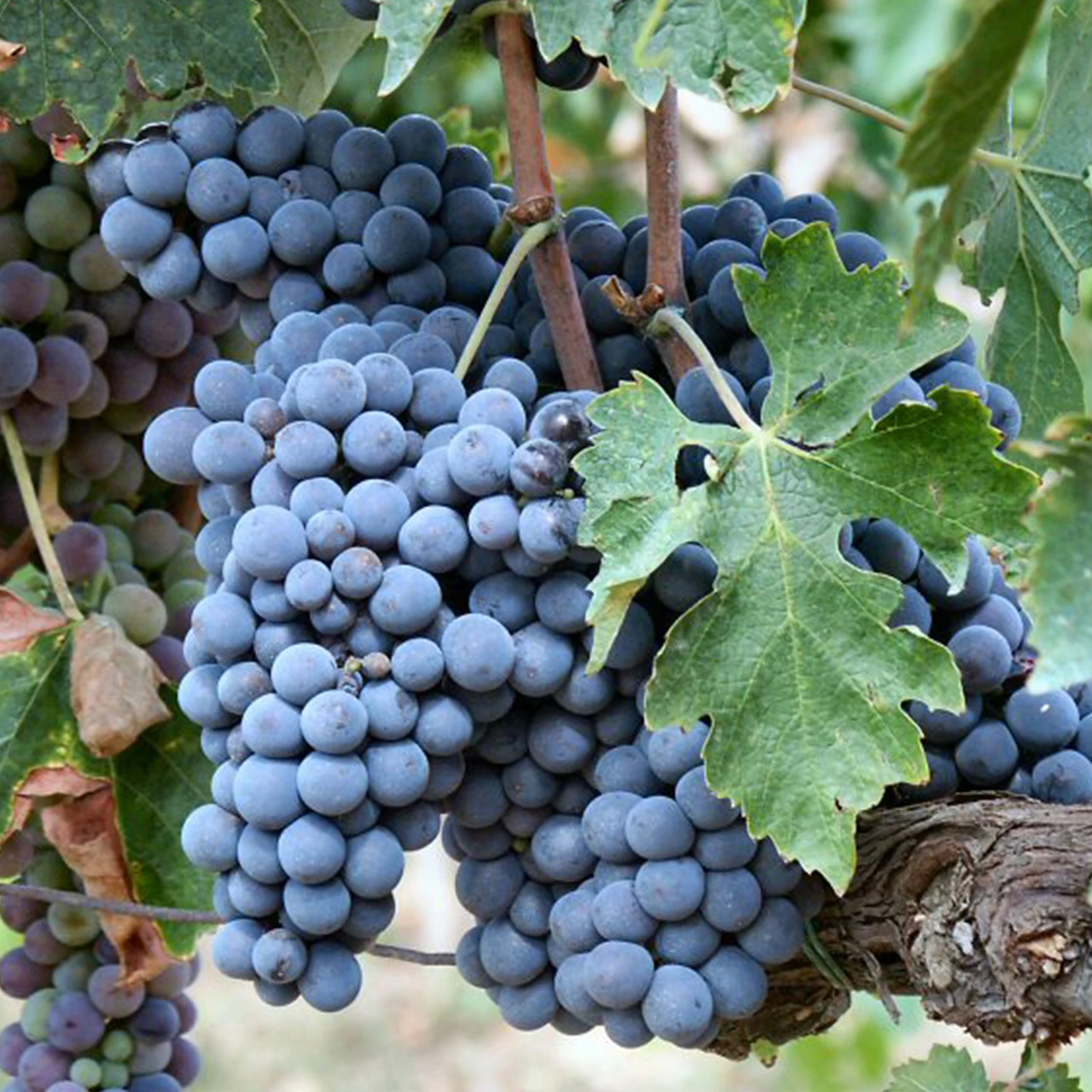Премиум итальянское красное вино Sangiovese Maestrale Rubicone IGT бутылки