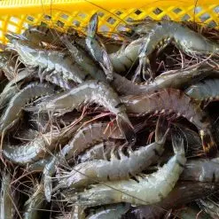 High Quality Tiger Prawns Jumbo Prawns Black Tiger Prawn OEM