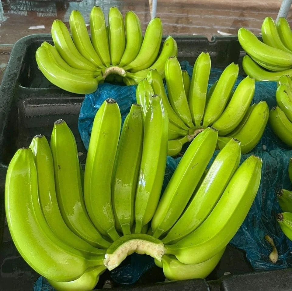 Best Quality -Fresh And Delicious Cavendish Banana -Tropical BANANE Style Cavendish customized - Natural Green Bananas - ANNA DO