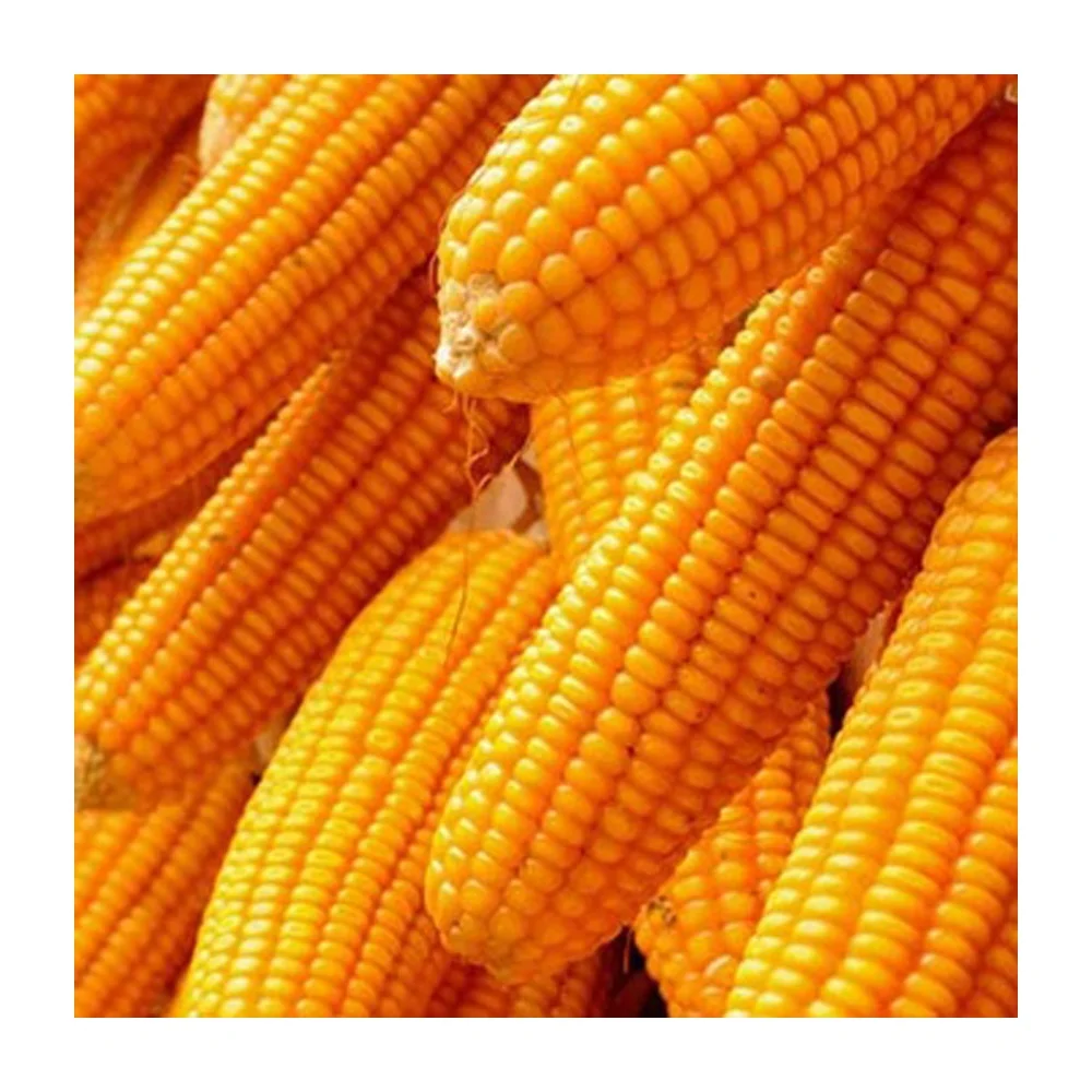 High Quality For SALE, Yellow Corn Animal Feed Yellow Corn Price Per Ton Yellow Corn